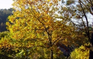 A frondosidade do bosque de ribeira