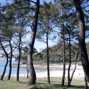 El pinar