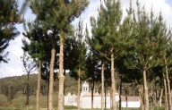 Pinar-A Graa