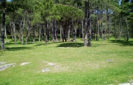 Verde na beira da praia